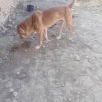 سگ گوسفندی جوان