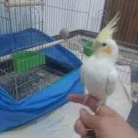 دو عروس هلندی با وسایل کامل|پرنده|گلپایگان, |دیوار