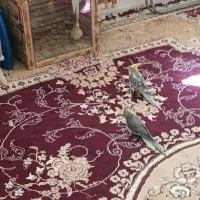 عروسهلندی|پرنده|هریس, |دیوار