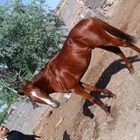 اسب نریان ۳ ساله|اسب و تجهیزات اسبسواری|مشهد, رباط طرق|دیوار