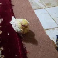 عروس هلندی سخنگو|پرنده|اطاقور, |دیوار