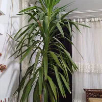 گل طبیعی|گل و گیاه طبیعی|شیراز, شریف‌آباد|دیوار