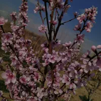 باغچه 650 متری ماهدشت فروش فوری|فروش زمین و ملک کلنگی|ماهدشت, |دیوار