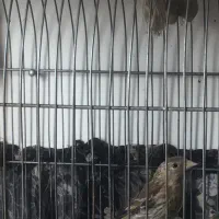 سهره سهره قناری بیآت