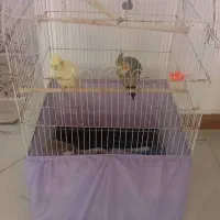 فروس عروس هلندی ۳ عدد