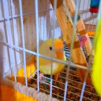 فروش پرنده|پرنده|گنبد کاووس, |دیوار