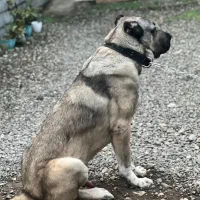 سرابی نر ۱۳ ماهه ۲۴ عیار اصیل خالص|سگ|آمل, |دیوار