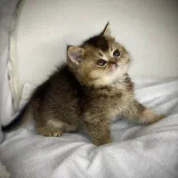 اسکاتیش بلو پوینت