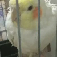 طوطی عروس هلندی سفید دستی هست حرف میزنه