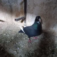 ماده پلنگ