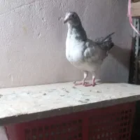 فروش کبوتر
