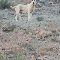 ماده‌دورگ‌سرابی‌فوقلاده‌گوسفندی‌