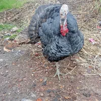 یک عددنربقلمون جوان معاوضه بادوتا ماده