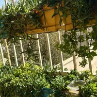گلدان و گل