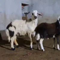 بره قوچ|حیوانات مزرعه|تربت جام, جلگه موسی آباد|دیوار