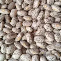 لوبیاچیتی ارتشی