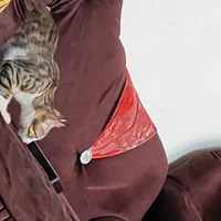 گربه