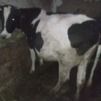 دانا پا به ماه