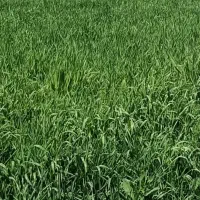 جو برای بذر وجو دامی