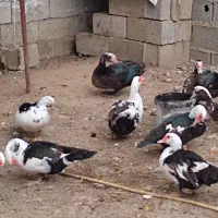 اردک اسراییلی|حیوانات مزرعه|شاندرمن, |دیوار