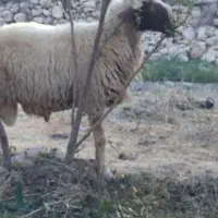 قوچ سنجابی|حیوانات مزرعه|سرپل ذهاب, |دیوار