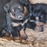 توله سگ روتوایلر ۲عدد نر و ماده