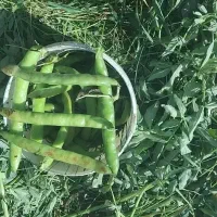 خریدوفروش بذر نخودفرنگی وباقلا برکت|خوردنی و آشامیدنی|جویبار, |دیوار