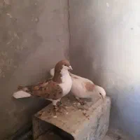 کبوتر سده هفرنگ و طوقی زرد خالدار و دوتا نرگسی|پرنده|سبزوار, قصبه غربی|دیوار