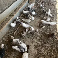 حدود 30 ، 35 تا کفتر|پرنده|یزد, |دیوار