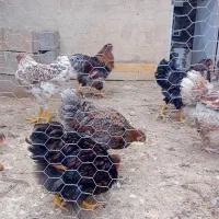 ویاندوت و گلین وارداتی اصل