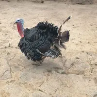 بغلمون