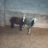 گوسفند نر و ماده