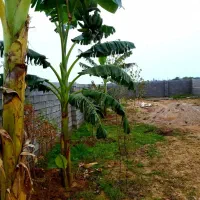 زمین در روستا در روستای نزدیک شوشتر و سند تک برگ