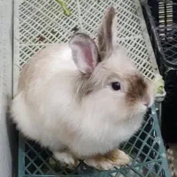 از صد تا پونصد انواع خرگوش نر و ماده