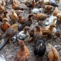جوجه ۴۰ روزه گلپایگانی درجه یک اصلاح شده. عالی|حیوانات مزرعه|رشت, لاکان|دیوار