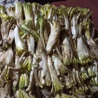 کنگر به صورت عمده ۱۰۰ کیلو به بالا