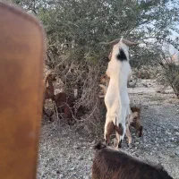 گوسفند|حیوانات مزرعه|جیرفت, |دیوار