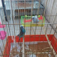 ی جفت مرغ عشق همراه باقفسه