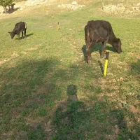 گاو با گوساله ۶ماهه