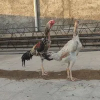 اوشامو خالص