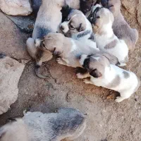 توله سگ سرابی