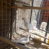 کبوتر زینتی|پرنده|فردوس (خراسان), |دیوار