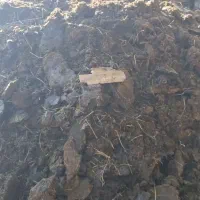 گاو|حیوانات مزرعه|جیرفت, |دیوار