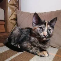 ۲ عدد بچه گربه جهت واگذاری