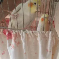 باسلام یجفت عروس مولدبه شرط سالم|پرنده|قرچک, شهرک مهستان|دیوار