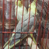 عروس هلندی نر و ماده معاوضه با دو جوجه نر