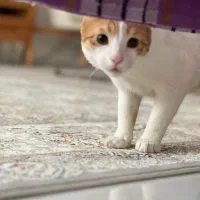 واگذاری گربه