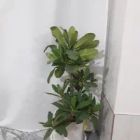 فزوش گل درگوگان