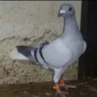 کفتر