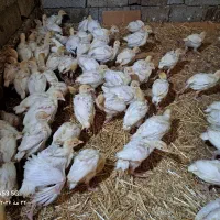 فروش ۲۰۰ عدد بوقلمون بیوتی ۶